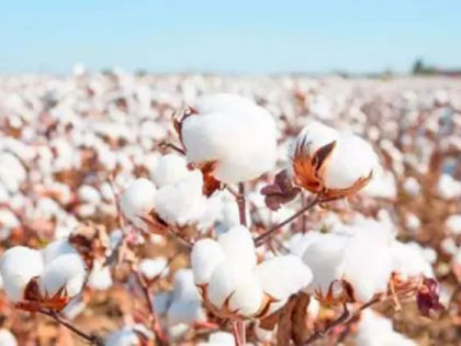 Knowledge of cotton yarn